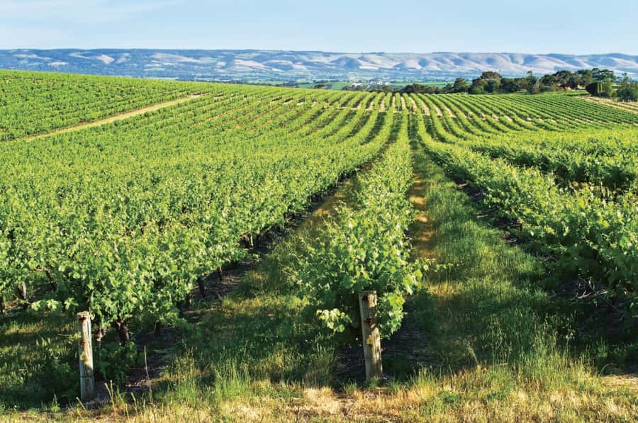 Adelaide: McLaren Vale & The Cube Day Trip - The guide can shape the whole day