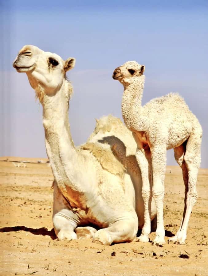 Agafay Desert & Atlas Mountain & Camel Ride Day Trip & Lunch - The argan oil stop and breakfast