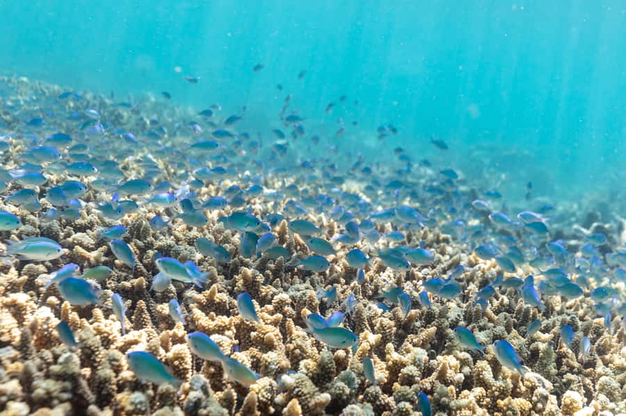 Airlie Beach: Outer Great Barrier Reef Snorkeling Day Trip - Key Points Before You Book