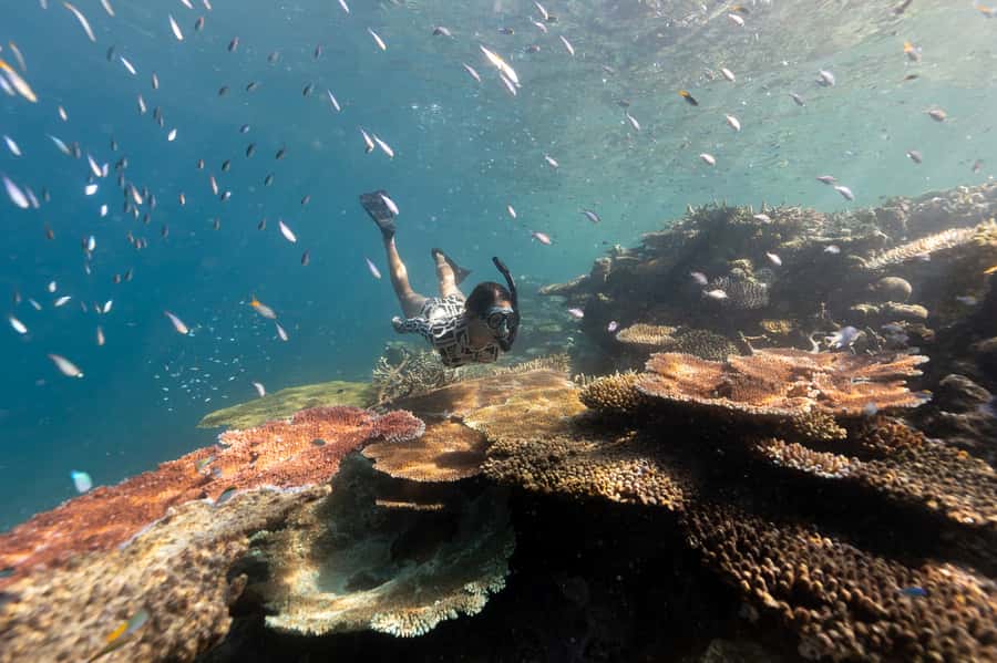 Airlie Beach: Outer Great Barrier Reef Snorkeling Day Trip - Snorkelling the Coral and Fish