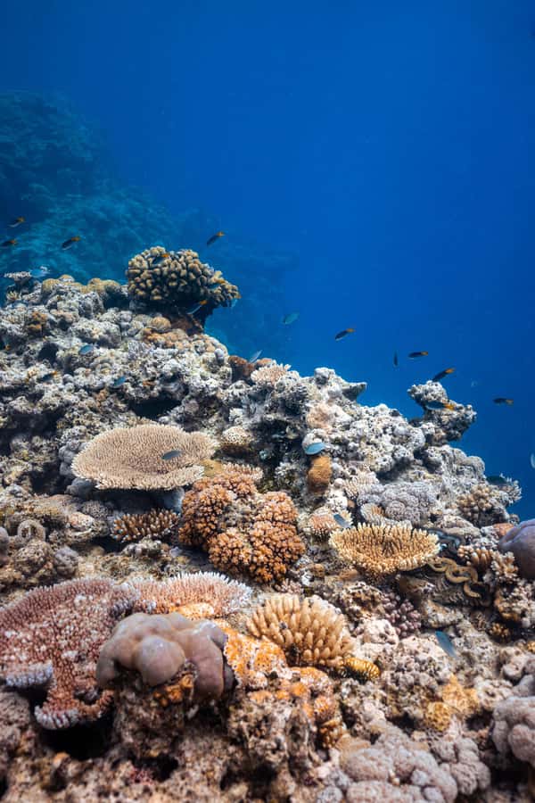 Airlie Beach: Outer Great Barrier Reef Snorkeling Day Trip - Final Call: Book It If You Want Reef Time