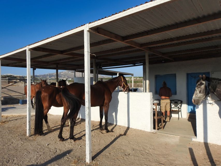 Akrotiri: Guided Horseback Riding Day Trip to a Beach - Who should book this Santorini horse ride?