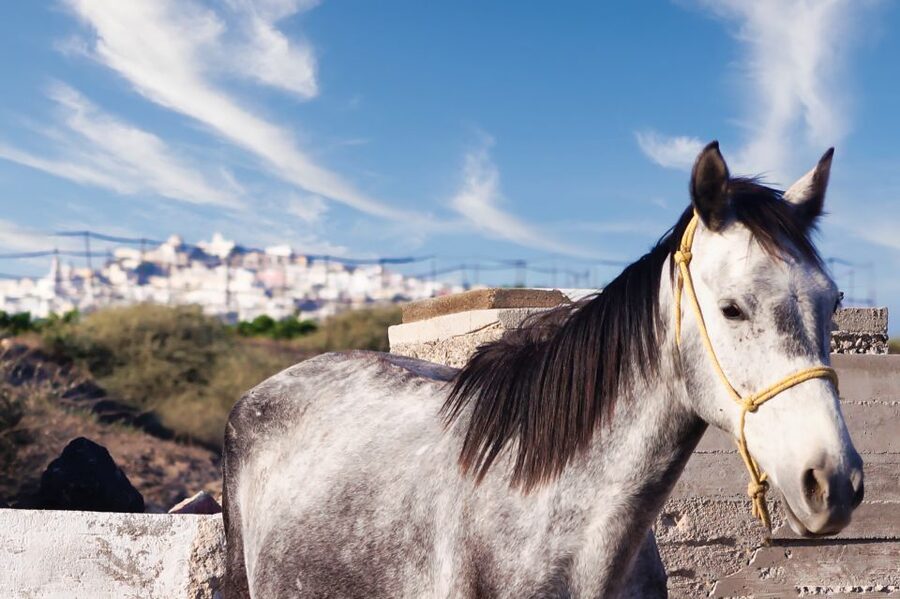 Akrotiri: Guided Horseback Riding Day Trip to a Beach - From Akrotiri stables to Santorini’s black-sand coast