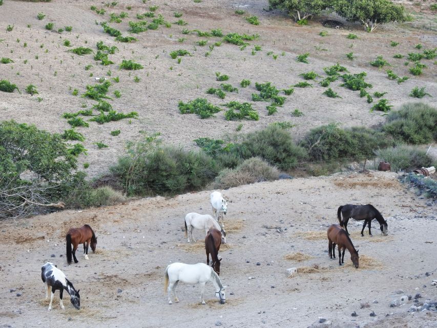 Akrotiri: Guided Horseback Riding Day Trip to a Beach - How safe and beginner-friendly is it?