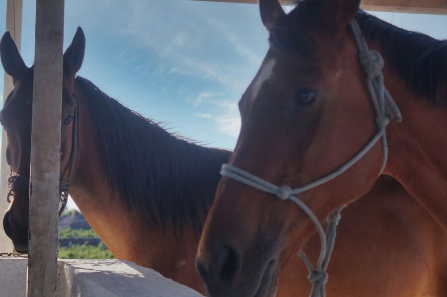 Akrotiri: Guided Horseback Riding Day Trip to a Beach - One hour or closer to an hour and a half?