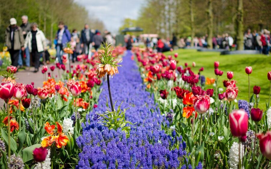 Amsterdam: Day Tour Keukenhof and Zaanse Schans Windmills - Why this two-stop day trip works