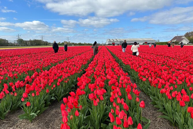 Amsterdam: Day trip to Tulip Farm, Keukenhof + Windmill Cruise - Getting to This is Holland without confusion