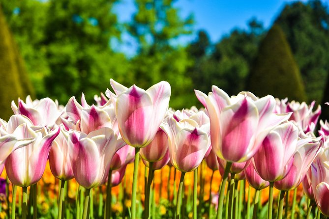 Amsterdam: Keukenhof and Zaanse Schans Windmills Guided Day Trip - Clogs, cheese, and the short demonstrations