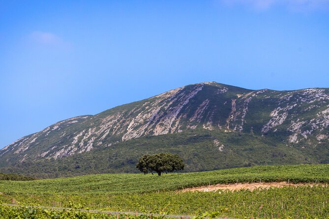 Arrabida and Sesimbra Small-Group Day Trip from Lisbon with Wine Tasting - Setúbal Market or Palmela Castle