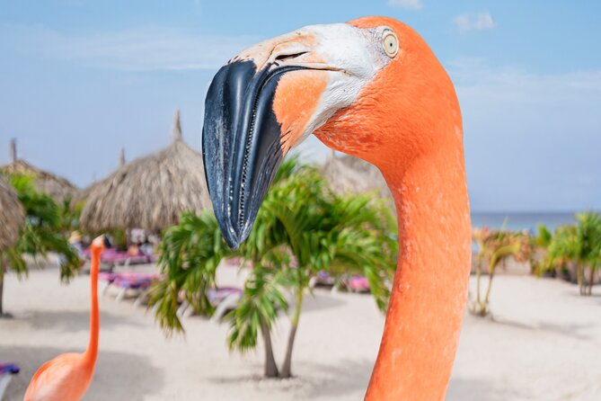 Aruba De Palm Island All-Inclusive Day Trip with Transport - Banana boats, slides, and the kids’ water park