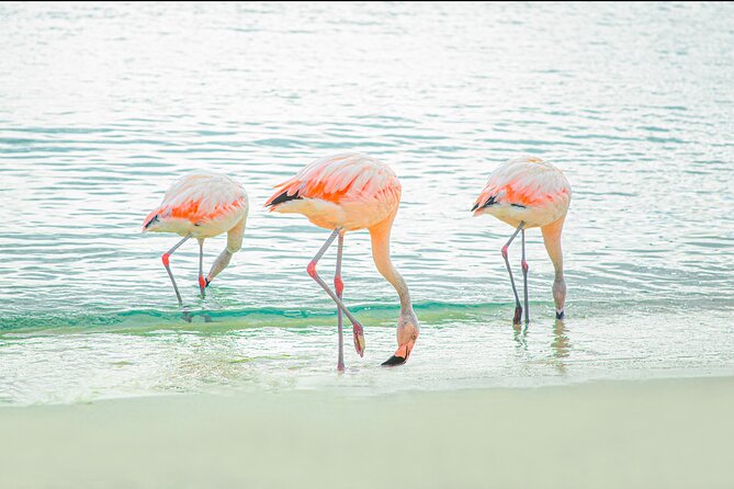 Aruba De Palm Island All-Inclusive Day Trip with Transport - Lunch, snacks, and the open bar