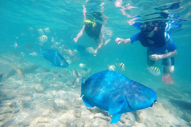 Aruba De Palm Island All-Inclusive Day Trip with Transport - SNUBA and Sea Trek options