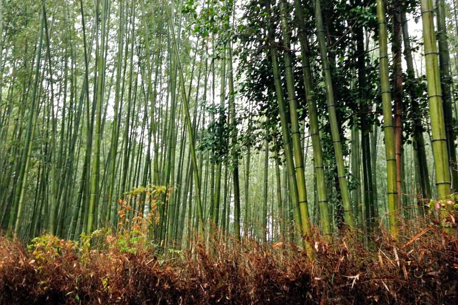Bali: Full-Day Trip to Penglipuran Village and Bamboo Forest - Coffee tasting in Temen