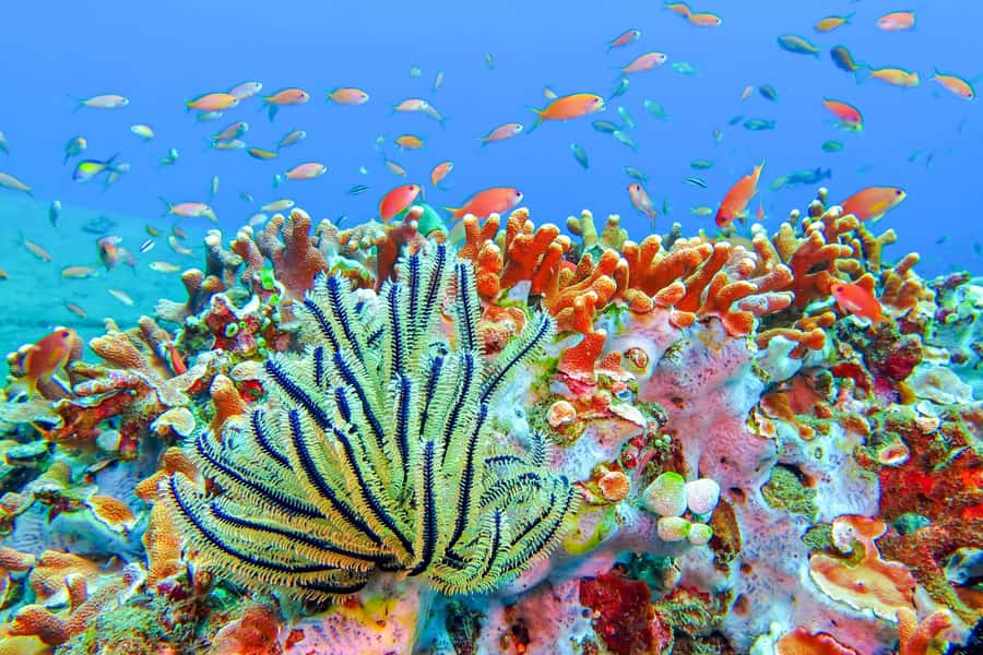 Bali: Padangbai Blue Lagoon Snorkeling Day Trip - From southern Bali to Sanur