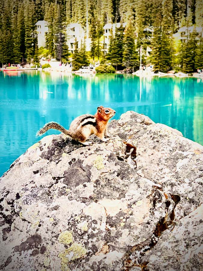 Banff: Lake Louise, Moraine, Emerald Lake & Canyon Day Trip - Johnston Canyon adds waterfalls and a real walk