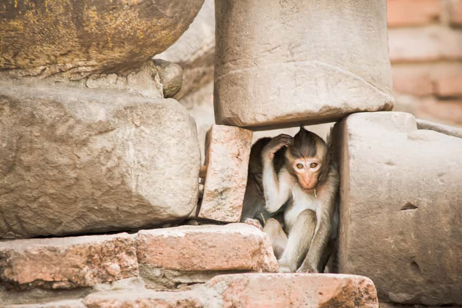 Bangkok: Ayutthaya & Lopburi Monkey Temple Private Day Trip - The road to Lopburi