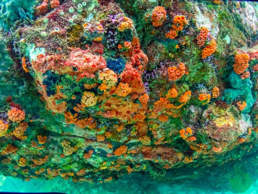 Bangkok: Nemo Island Day Trip with Drone Photos and Lunch - The speedboat ride is short, but space is limited