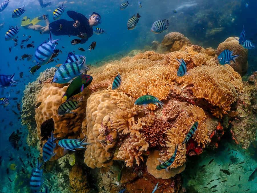 Bangkok: Nemo Island Day Trip with Drone Photos and Lunch - Is $109 good value from Bangkok?