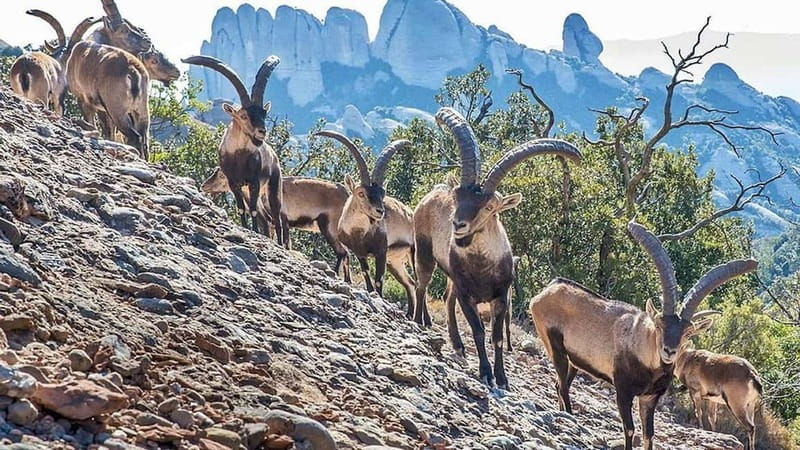 Barcelona: Montserrat Monastery and Natural Park Day Trip - Why Montserrat is worth leaving Barcelona for