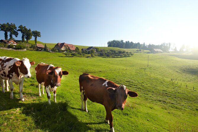 Bern Small-Group Day Trip from Zurich Including Cheese Tasting - Final verdict: book for the route, not only Bern