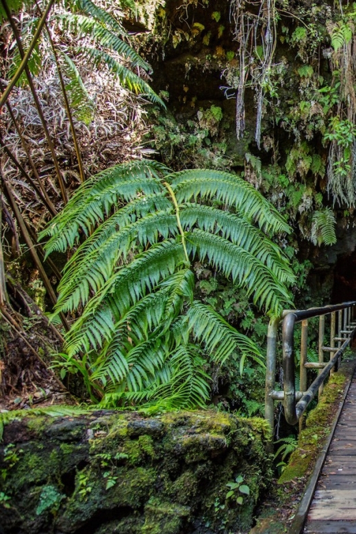 Big Island: Volcanoes, Waterfalls, & Coffee Farm Day-Trip - Is $264 a fair price?