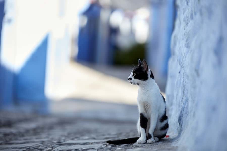 Blue City magic: Affordable Day Trip from Fez to Chefchaouen - The return journey is simple but long