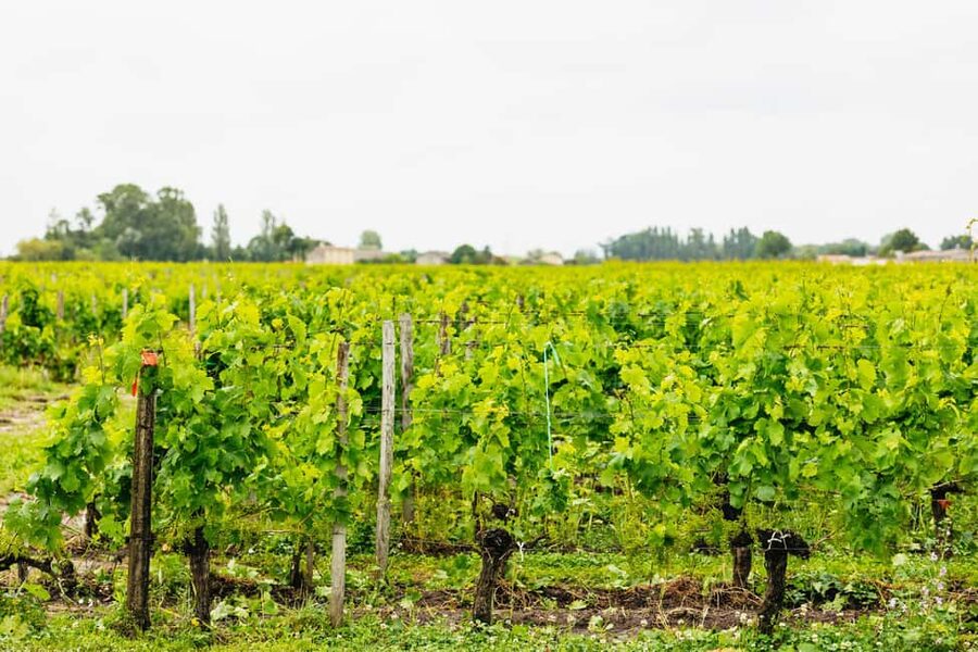 Bordeaux: St. Emilion Day Trip with Wine Tasting and Lunch - Saint-Émilion village in 30 minutes