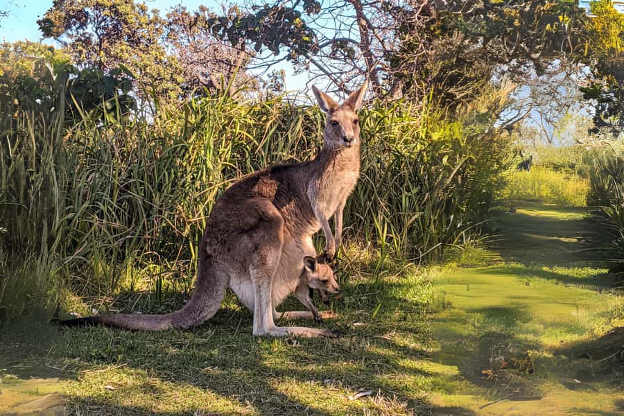 Brisbane to North Stradbroke Island Day: Wildlife & Beaches - Who should book this island day?