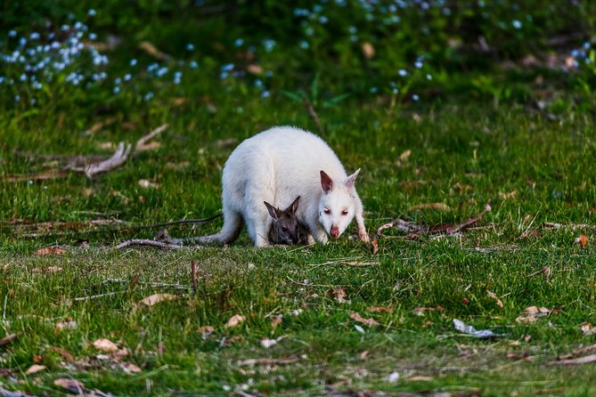 Bruny Island Traveller - Gourmet Tasting and Sightseeing Day Trip from Hobart - Honey, chocolate, fudge, and sweet Tasmanian stops
