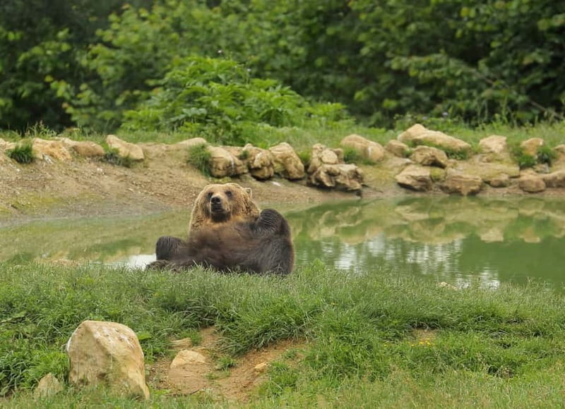 Bucharest: Day Trip to Bear Sanctuary, Bran Castle & Brasov - Why this Bucharest day trip is worth the long drive