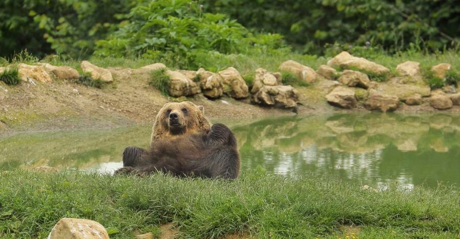 Bucharest: Day Trip to Bear Sanctuary, Bran Castle & Brasov - What the guide adds to the experience
