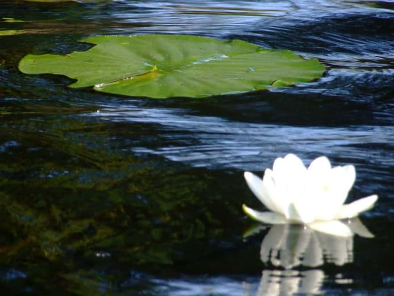 Bucharest: Day Trip to Danube Delta Small Group Premium Tour - Key points before you book