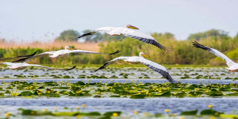 Bucharest: Day Trip to Danube Delta Small Group Premium Tour - Why Tulcea makes a worthwhile day trip from Bucharest