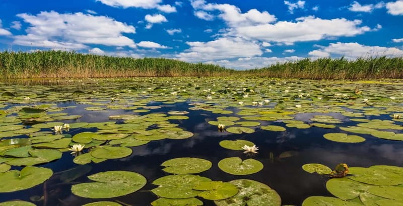 Bucharest: Day Trip to Danube Delta Small Group Premium Tour - Tulcea, the gateway at 11:00