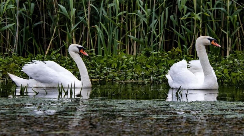 Bucharest: Day Trip to Danube Delta Small Group Premium Tour - The 6:45 departure from Bucharest