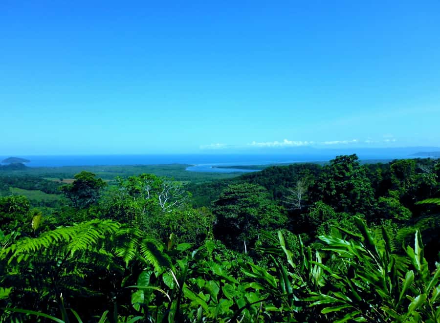 Cairns: Daintree, Mossman Gorge, & Cape Tribulation Day Trip - Lunch at the Daintree Teahouse