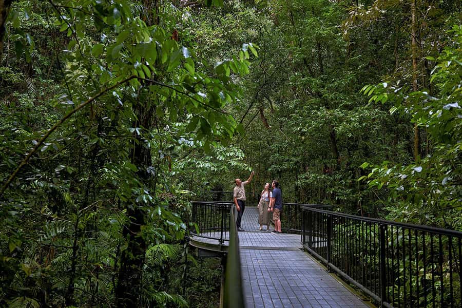 Cairns: Daintree Rainforest & Cape Tribulation Day Trip - Daintree Ice Cream Company and Alexandra Lookout