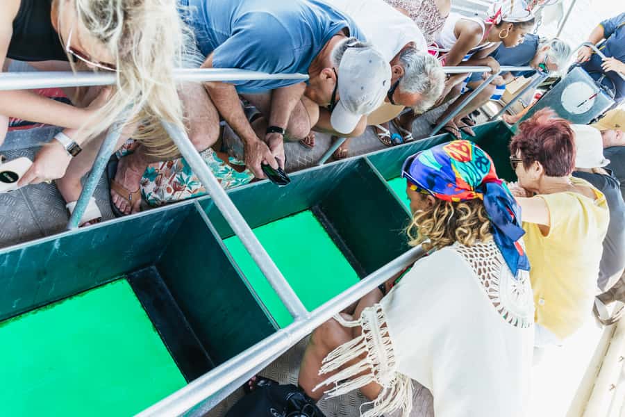 Cairns: Fitzroy Island Full-Day Trip with Optional Extras - What the day feels like for different types of visitors
