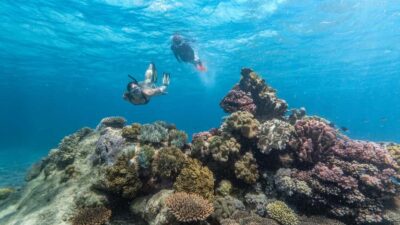 Premium Snorkelling and Diving Reef Day Trip