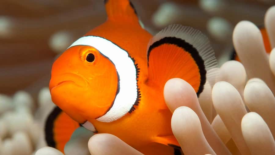 Cairns: Premium Snorkelling and Diving Reef Day Trip - Lunch and a useful break between swims