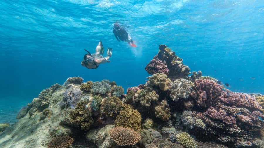 Cairns: Premium Snorkelling and Diving Reef Day Trip - Starting at B Finger in Cairns