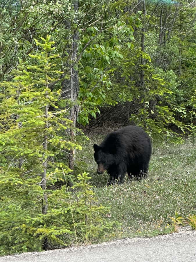 Calgary: Day Trip to Jasper with Lunch - Athabasca Glacier and the short walk