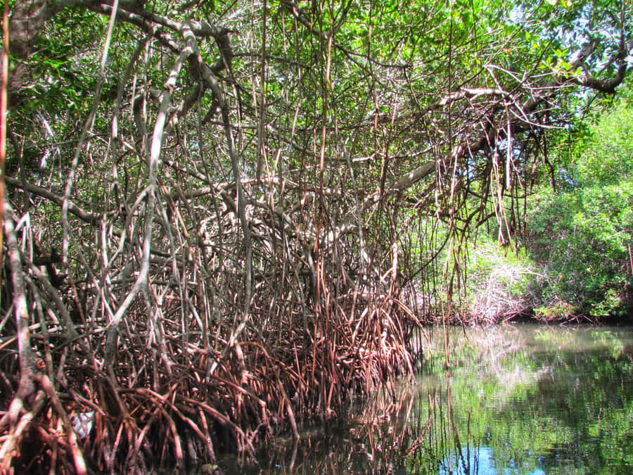 Cartagena: Rosario Island and Mangroves Private Day Trip - A beach stop with drinks and local seafood