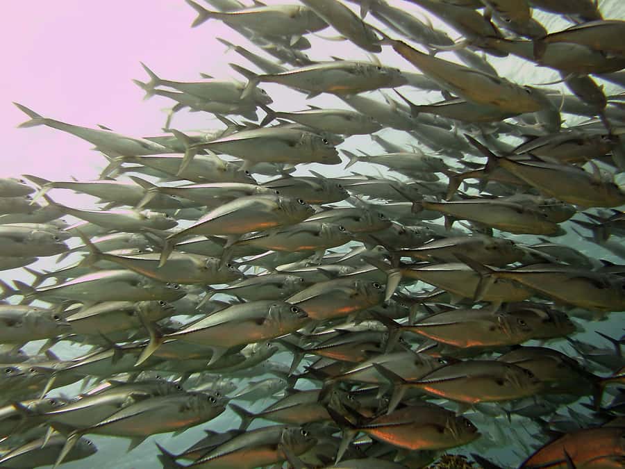 Cartagena: Scuba Diving Day Trip at Playa Blanca with Lunch - Who will enjoy this experience most?