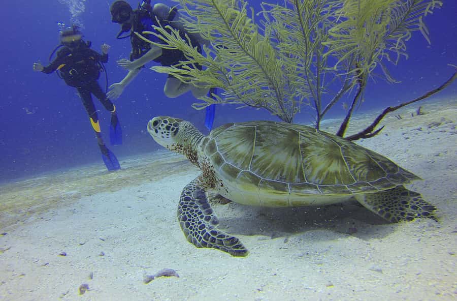 Cartagena: Scuba Diving Day Trip at Playa Blanca with Lunch - Thirty minutes of instruction and equipment preparation