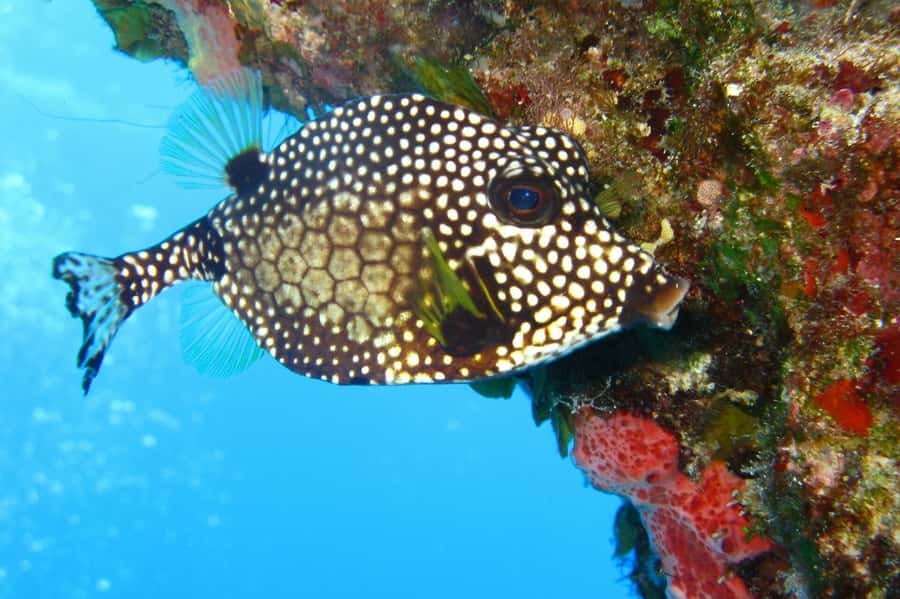 Cartagena: Scuba Diving Day Trip at Playa Blanca with Lunch - A short boat ride to the coral reefs