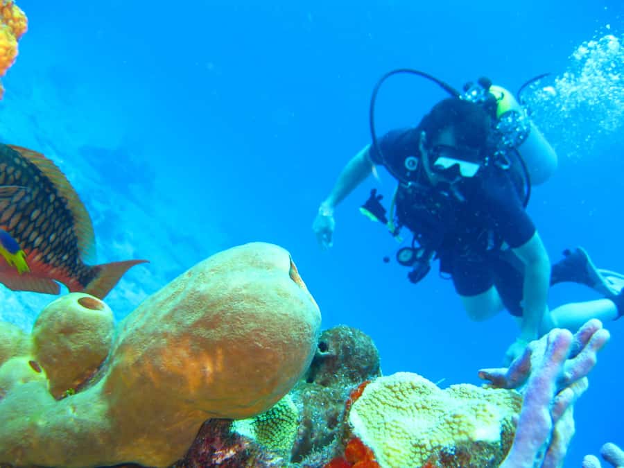 Cartagena: Scuba Diving Day Trip at Playa Blanca with Lunch - Lunch at noon, with a relaxed beach afternoon