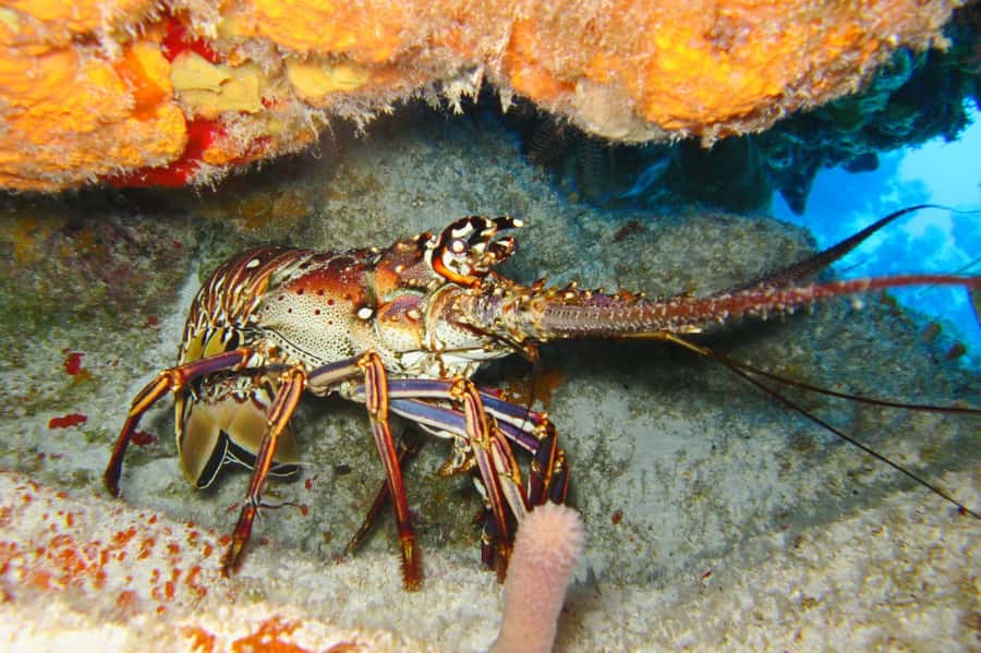 Cartagena: Scuba Diving Day Trip at Playa Blanca with Lunch - The return to Cartagena around rush hour