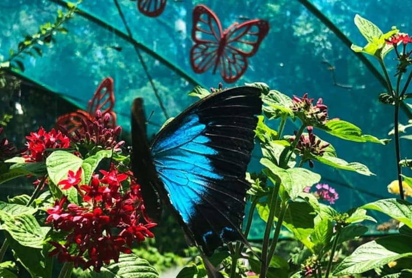 Cebu City: Bohol Countryside Tour with River Cruise Lunch - Butterfly gardens and the question of pacing