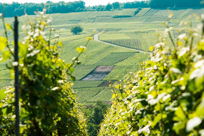 Champagne Day Trip with 6 Tastings, Reims and Winery from Paris - The family winery: where the day becomes personal